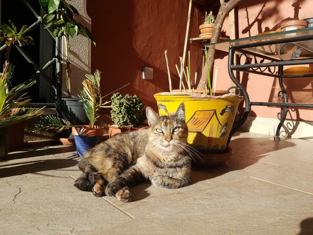 Gato Preto De Silves - Adults Only Panzió Kültér fotó